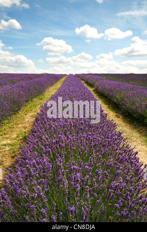 Campi di lavanda in Londra sud Foto Stock