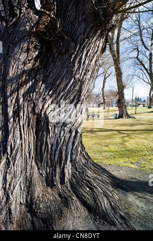 Superficie ruvida corteccia sulla vecchia pioppi neri americani Tree (Populus deltoides); Riverside Park; Salida; Colorado; USA Foto Stock