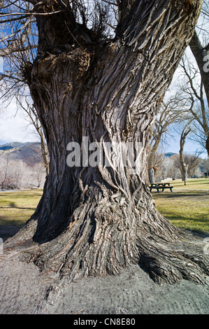 Superficie ruvida corteccia sulla vecchia pioppi neri americani Tree (Populus deltoides); Riverside Park; Salida; Colorado; USA Foto Stock