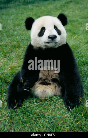 Baby Panda giocando in bamboo bush, Wolong, nella provincia di Sichuan, in Cina Foto Stock