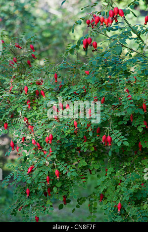 ROSA MOYESII GERANIUM HIPS Foto Stock