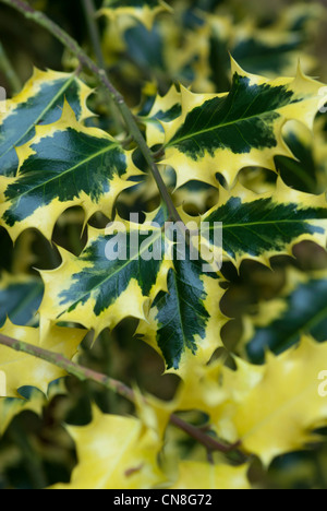 ILEX AQUIFOLIUM AUREOMARGINATA Foto Stock