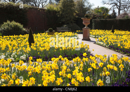 Visualizzazione dei narcisi in il giardino murato, giardino RHS Wisley, Surrey, England, Regno Unito Foto Stock