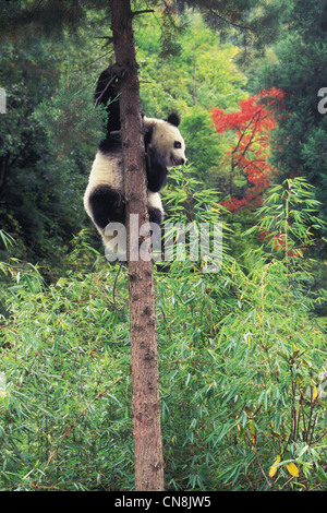 Cub Panda Climbing la struttura ad albero, Wolong, nella provincia di Sichuan, in Cina Foto Stock