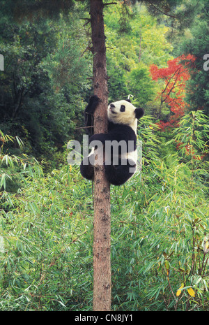 Cub Panda Climbing la struttura ad albero, Wolong, nella provincia di Sichuan, in Cina Foto Stock