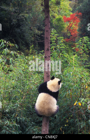 Cub Panda Climbing la struttura ad albero, Wolong, nella provincia di Sichuan, in Cina Foto Stock