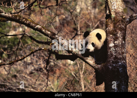 Panda gigante cub su albero, Wolong Valley, Sichuan, in Cina Foto Stock