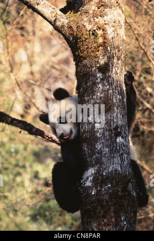 Panda gigante cub su albero, Wolong Valley, Sichuan, in Cina Foto Stock