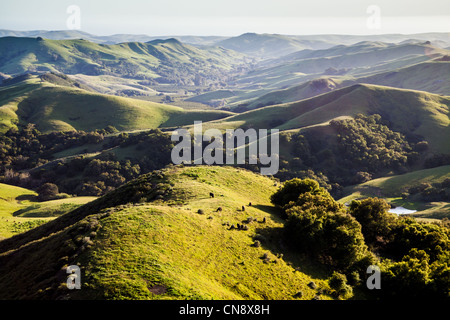Il verde delle colline di primavera California costiera guardando verso l'oceano pacifico nei pressi di Cambria California Foto Stock