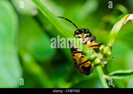 Gioiello beetle nel verde della natura o nella foresta Foto Stock