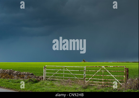 Stormy pioggia nuvole sopra un sole illuminato Campo di grano nella campagna inglese Foto Stock