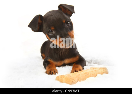 Miniatura adorabile Doberman Pinsher giocattolo cucciolo di cane su sfondo bianco Foto Stock