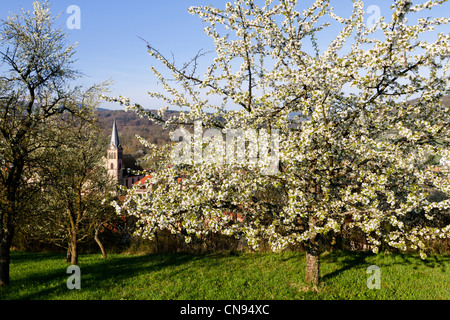 Francia, Bas Rhin, Boersch, Orchard Foto Stock