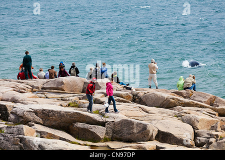 Canada, Provincia di Quebec, Manicouagan, Les Bergeronnes, l'interpretazione e observaion centro di Cap de Bon Desir, balena Foto Stock