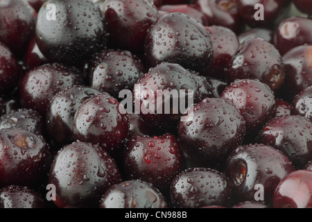 Macro di dolci amarene con gocce di acqua Foto Stock