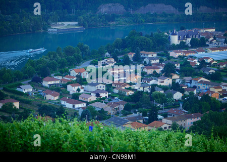 Francia, Rhone, Ampuis, il Rodano e la Côte Rotie AOC vigneti Foto Stock