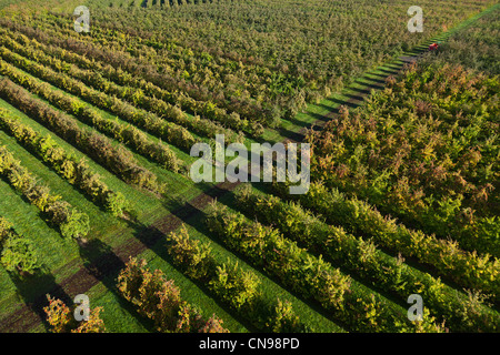 Francia, Eure, Boisemont, Domaine de Frenelles, Le Pressoir d'Or, sidro produttore Norman (vista aerea) Foto Stock