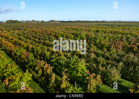 Francia, Eure, Boisemont, Domaine de Frenelles, Le Pressoir d'Or, sidro produttore Norman (vista aerea) Foto Stock