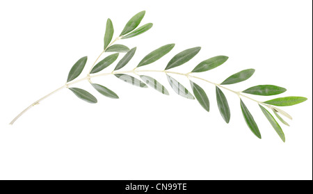 Olive branch Foto Stock