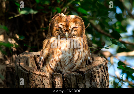 Allocco seduto in una struttura ad albero Foto Stock