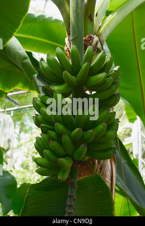 Le banane crescono in biome al progetto eden in Cornwall Inghilterra Foto Stock
