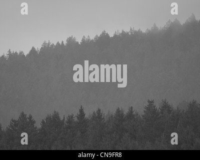 Vista Montagna con nebbia di mattina, Foresta Bavarese, Germania / Bergpanorama mit Morgennebel, Bayerischer Wald, Deutschland Foto Stock