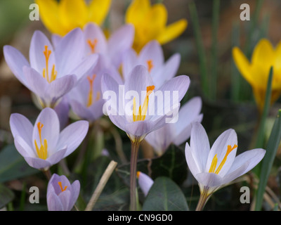 Crocus, crochi, Croci / Krokusse Foto Stock