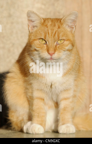 Rosso gatto domestico seduto davanti a una parete Foto Stock