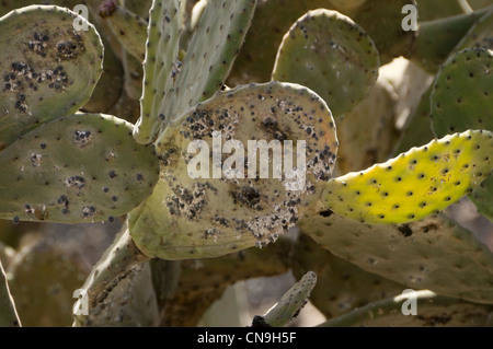 Lanzarote isole Canarie - cocciniglia gli insetti di scala su pricky pera (coltivate per raccogliere gli insetti). Foto Stock
