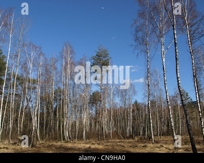 Legno di Arrach alta moor / Wald im Hochmoor Arracher Foto Stock