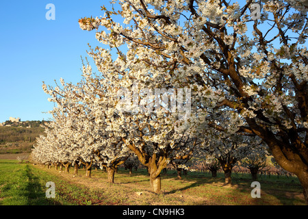 Francia, Vaucluse, Parc Naturel Regional du Luberon (Parco naturale regionale del Luberon), Lacoste, fiori di ciliegio, in Foto Stock