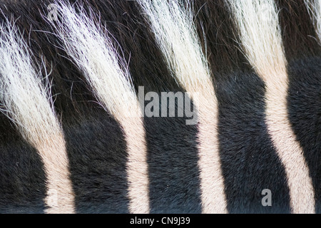 Chapman's Zebra - Equus quagga chapmani - dettaglio della tessitura Foto Stock