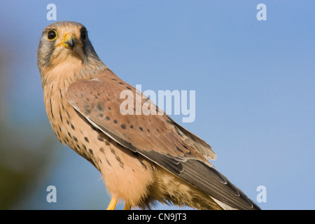 Comune - il Gheppio Falco tinnunculus Foto Stock