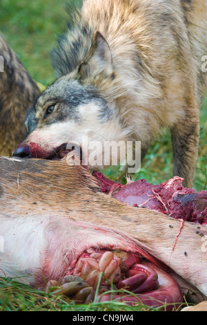 Lupo grigio alimentazione - Canis lupus nel selvaggio, Indiana, STATI UNITI D'AMERICA Foto Stock