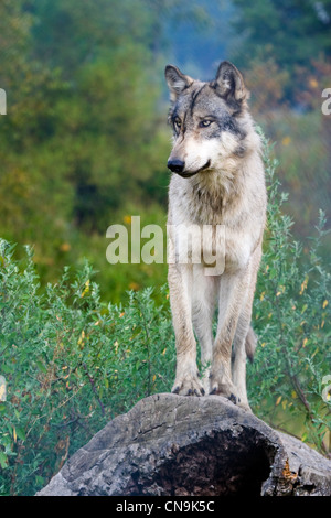 Grigio permanente lupo - Canis lupus - nel selvaggio, Indiana, STATI UNITI D'AMERICA Foto Stock