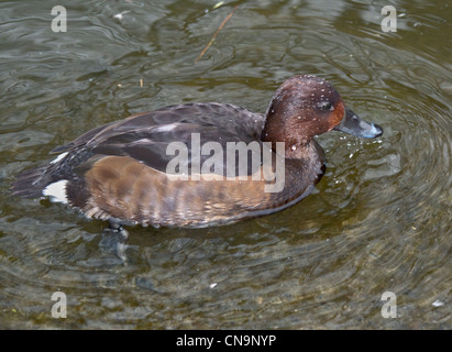 Moretta tabaccata (Aythya nyroca) femmina, REGNO UNITO Foto Stock