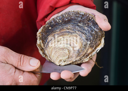 Francia, Finisterre, Lannilis Coum Ar Prat, Yvon Madec aprire un ostrica, Pied de cavallo, oyster la sua grande massa può superare i pochi Foto Stock