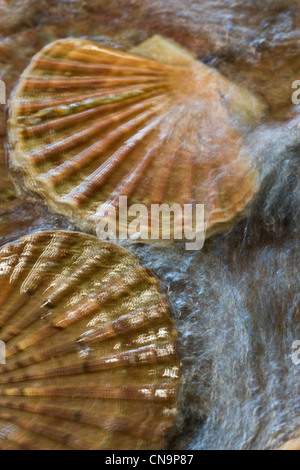 Francia, Finisterre, Lannilis Coum Ar Prat, coquille St Jacques negli stagni di Yvon Madec Foto Stock