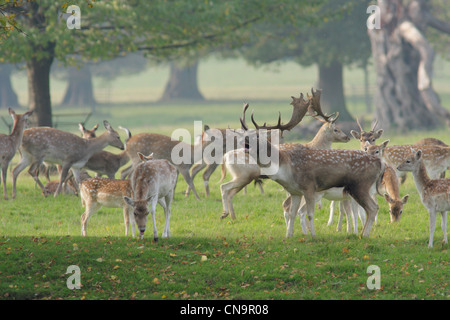 Daini (Dama Dama) buck, circondato da non, autunno, Studley Deer Park, North Yorkshire, Regno Unito Foto Stock