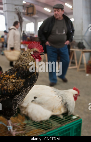 Francia, Gers, Samatan mercato del pollame vivo Foto Stock