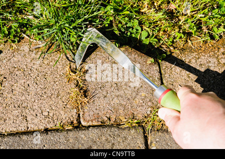 Utilizzando un coltello patio per rimuovere le erbacce da crepe nella pavimentazione su un patio. Foto Stock