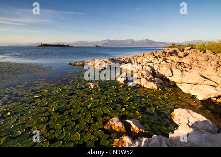 Montenegro, Parco Nazionale Skadarsko Jezero, il Lago di Scutari, CKLA south shore, sullo sfondo il terreno montuoso di Albania Foto Stock