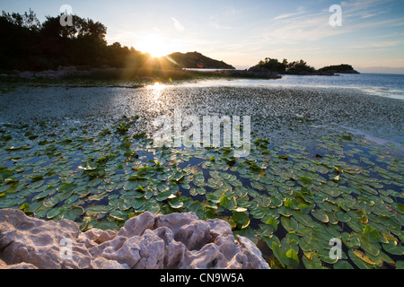 Montenegro, Parco Nazionale Skadarsko Jezero, il Lago di Scutari, CKLA south shore, Lily Pad Foto Stock