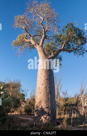 Baobab vicino a Fort Dauphin (Tolagnaro), Madagascar meridionale Foto Stock