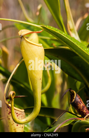 Nepenthes, piante carnivore endemica al sud del Madagascar Foto Stock