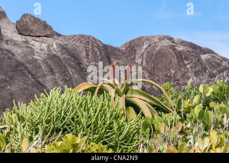 Aloe vera in fiore in Madagascar meridionale Foto Stock