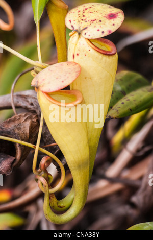 Nepenthes, piante carnivore endemica al sud del Madagascar Foto Stock