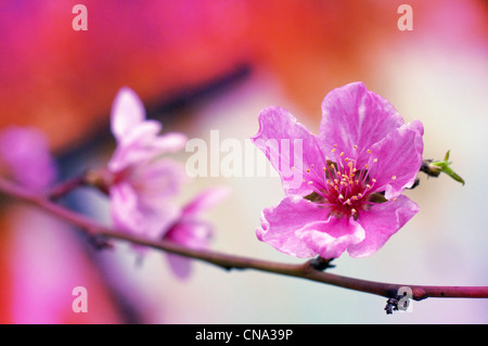 Fiori dei fiori di ciliegio in un giorno di primavera Foto Stock