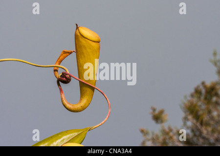 Nepenthes, piante carnivore endemica al sud del Madagascar Foto Stock