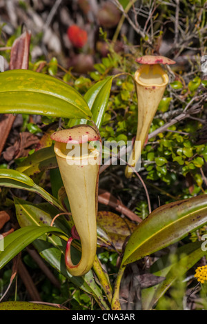 Nepenthes, piante carnivore endemica al sud del Madagascar Foto Stock